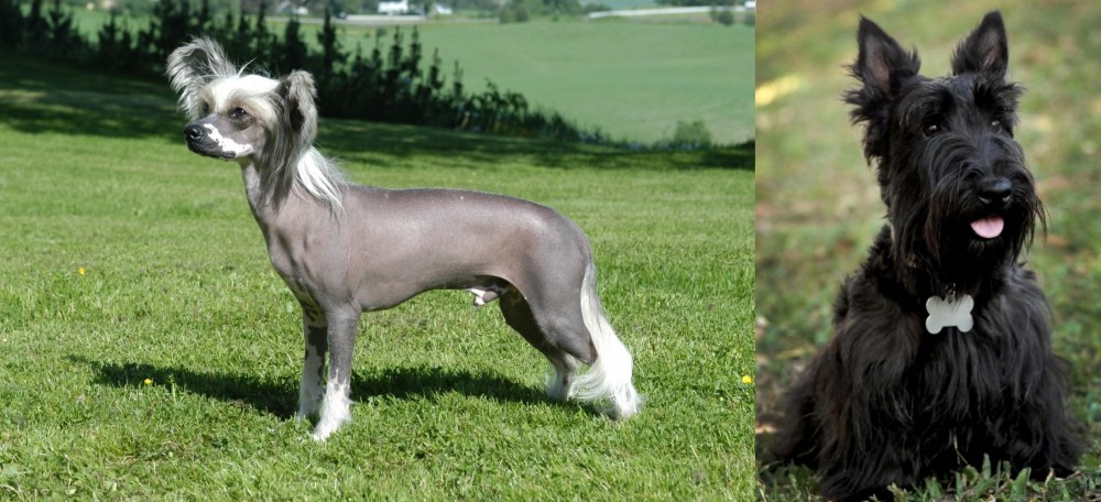 Scoland Terrier vs Chinese Crested Dog - Breed Comparison