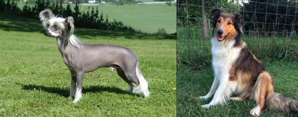 Scotch Collie vs Chinese Crested Dog - Breed Comparison