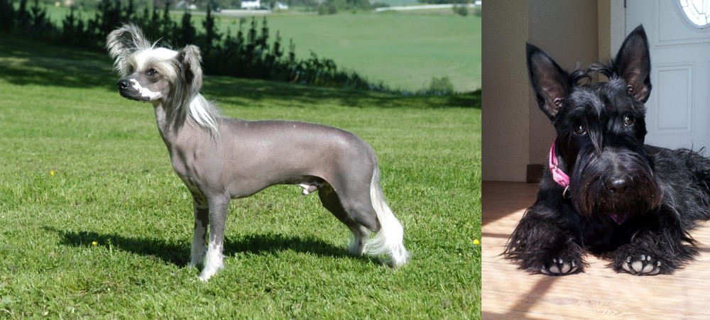 Scottish Terrier vs Chinese Crested Dog - Breed Comparison