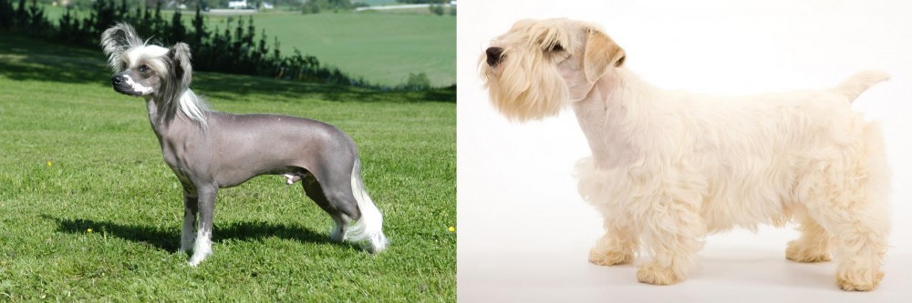Sealyham Terrier vs Chinese Crested Dog - Breed Comparison