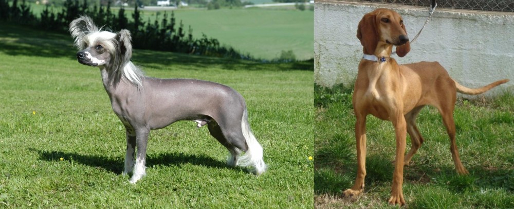 Segugio Italiano vs Chinese Crested Dog - Breed Comparison