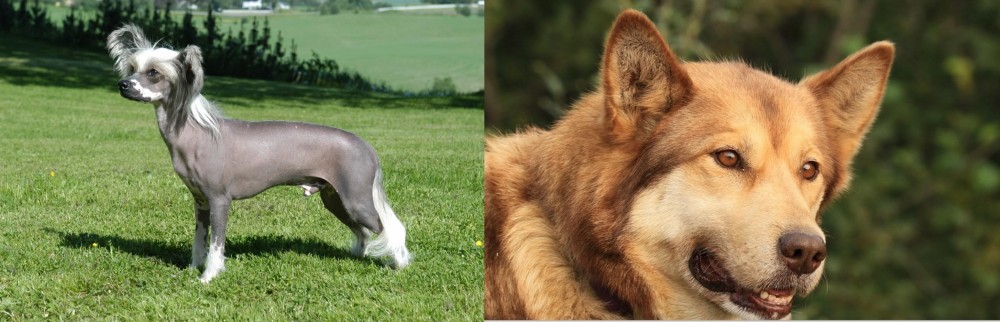 Seppala Siberian Sleddog vs Chinese Crested Dog - Breed Comparison