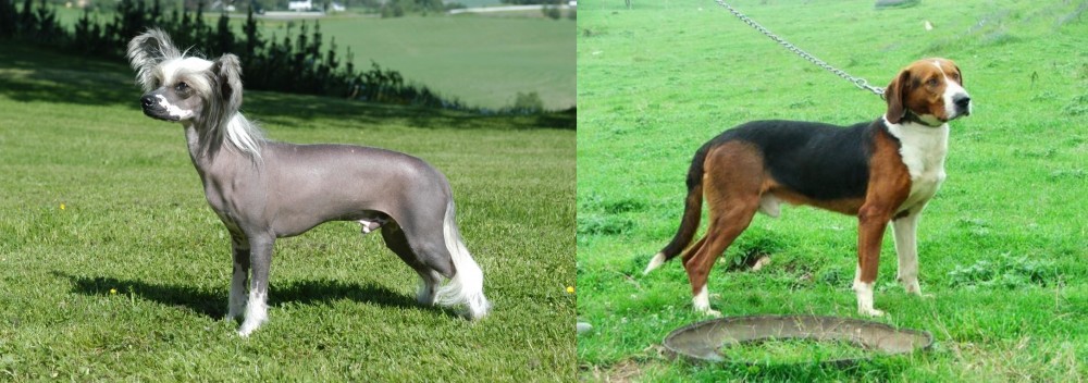 Serbian Tricolour Hound vs Chinese Crested Dog - Breed Comparison