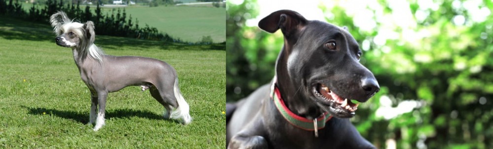 Shepard Labrador vs Chinese Crested Dog - Breed Comparison