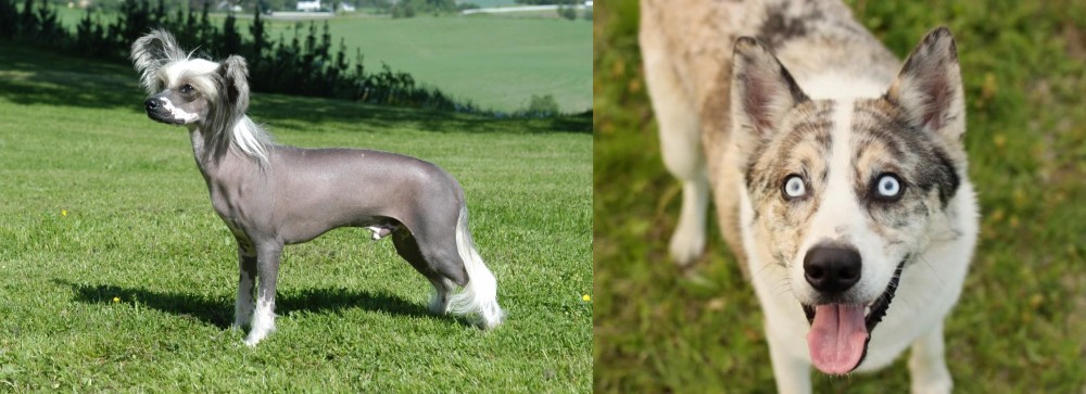 Shepherd Husky vs Chinese Crested Dog - Breed Comparison