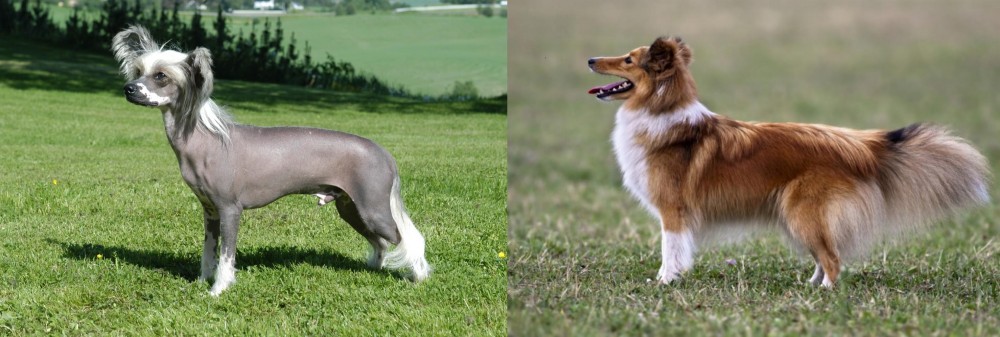 Shetland Sheepdog vs Chinese Crested Dog - Breed Comparison