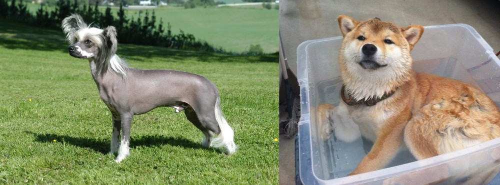 Shiba Inu vs Chinese Crested Dog - Breed Comparison