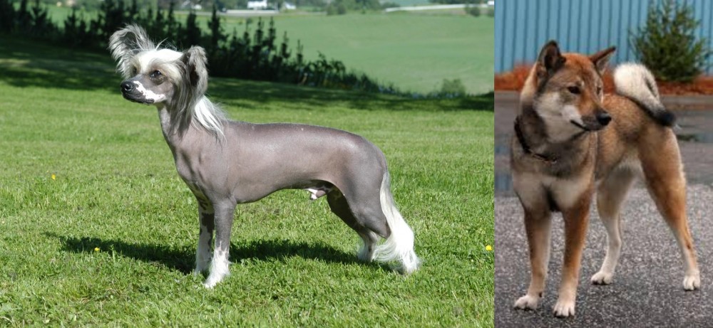 Shikoku vs Chinese Crested Dog - Breed Comparison