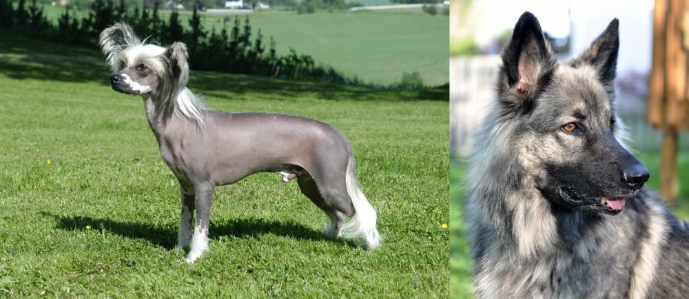 Shiloh Shepherd vs Chinese Crested Dog - Breed Comparison