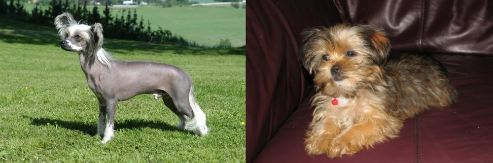Shorkie vs Chinese Crested Dog - Breed Comparison