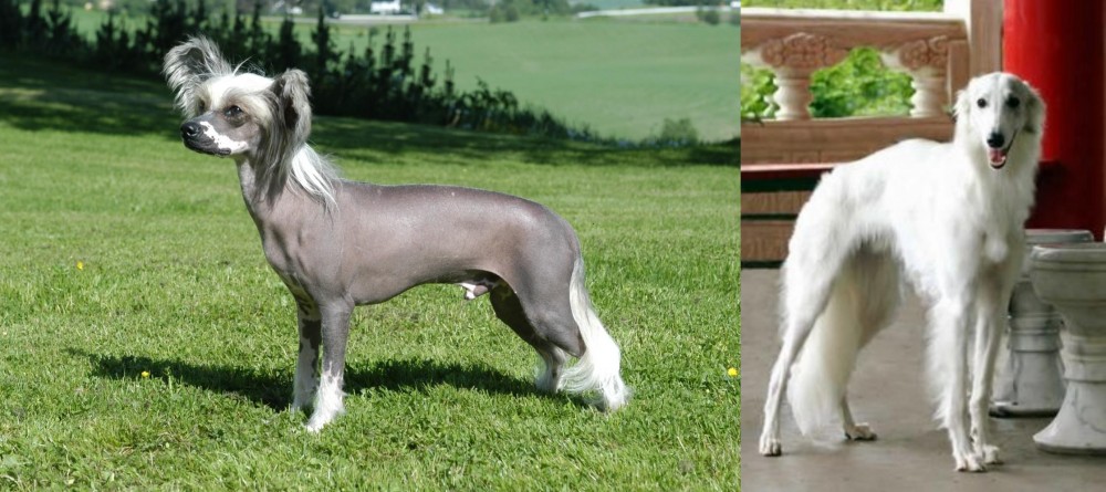 Silken Windhound vs Chinese Crested Dog - Breed Comparison