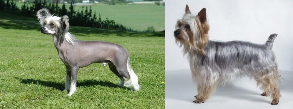 Silky Terrier vs Chinese Crested Dog - Breed Comparison