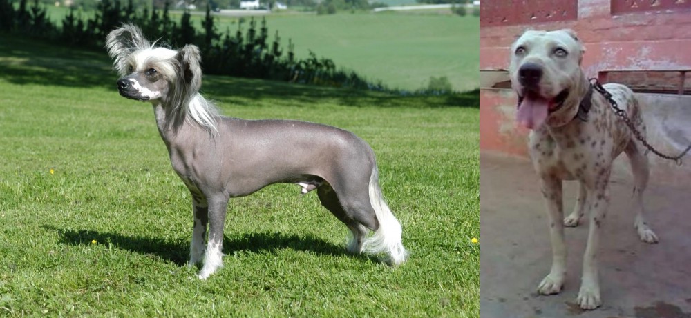 Sindh Mastiff vs Chinese Crested Dog - Breed Comparison