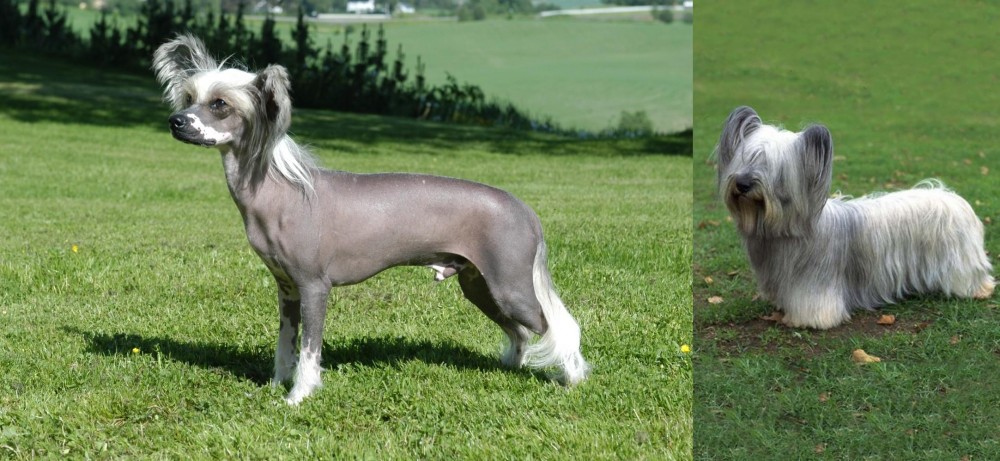 Skye Terrier vs Chinese Crested Dog - Breed Comparison