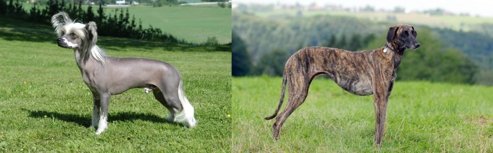 Sloughi vs Chinese Crested Dog - Breed Comparison