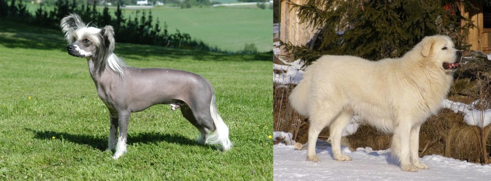 Slovak Cuvac vs Chinese Crested Dog - Breed Comparison