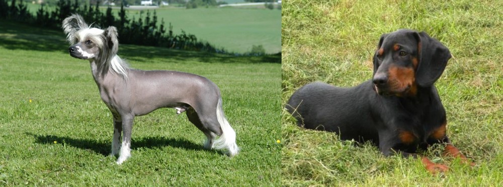 Slovakian Hound vs Chinese Crested Dog - Breed Comparison