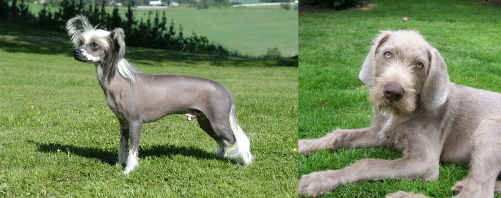 Slovakian Rough Haired Pointer vs Chinese Crested Dog - Breed Comparison