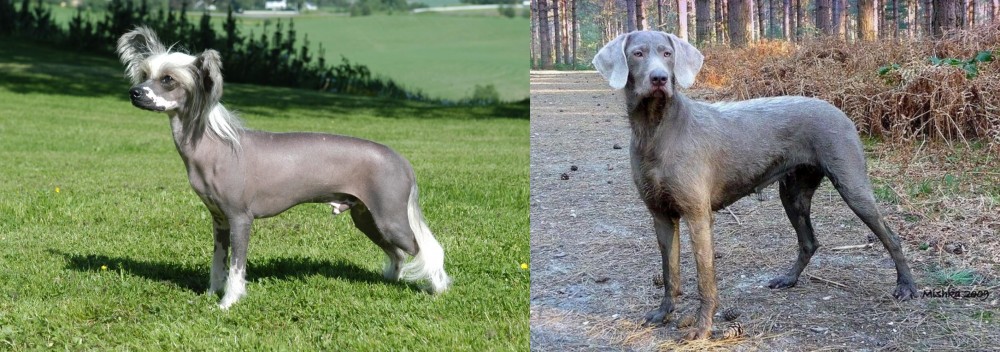 Slovensky Hrubosrsty Stavac vs Chinese Crested Dog - Breed Comparison