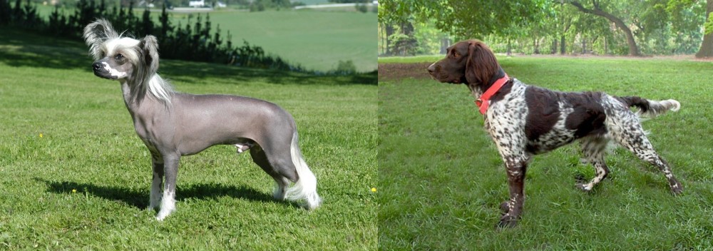 Small Munsterlander vs Chinese Crested Dog - Breed Comparison