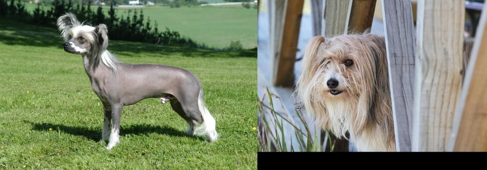 Smithfield vs Chinese Crested Dog - Breed Comparison