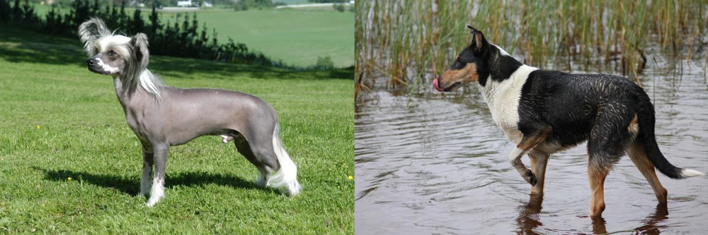 Smooth Collie vs Chinese Crested Dog - Breed Comparison
