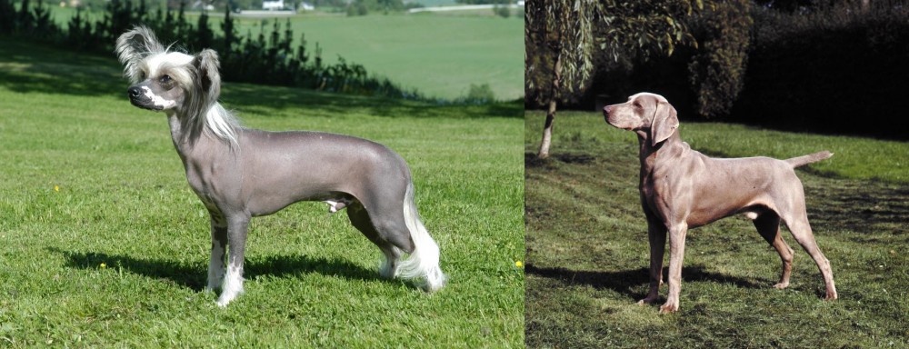 Smooth Haired Weimaraner vs Chinese Crested Dog - Breed Comparison