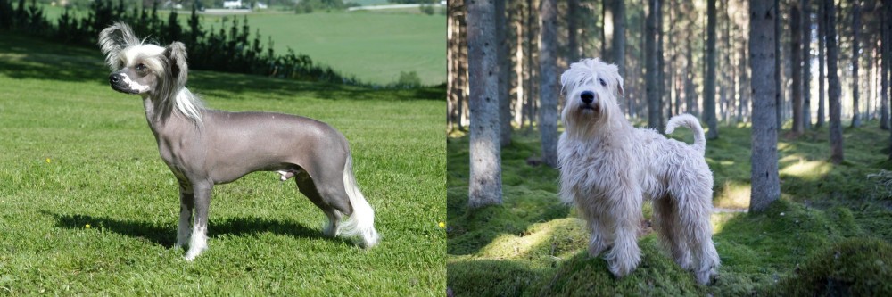 Soft-Coated Wheaten Terrier vs Chinese Crested Dog - Breed Comparison