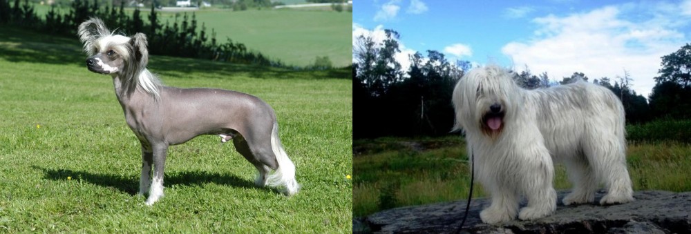 South Russian Ovcharka vs Chinese Crested Dog - Breed Comparison