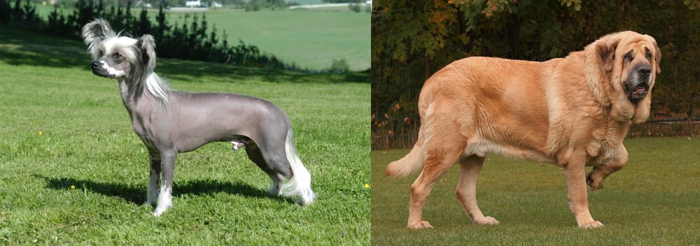 Spanish Mastiff vs Chinese Crested Dog - Breed Comparison