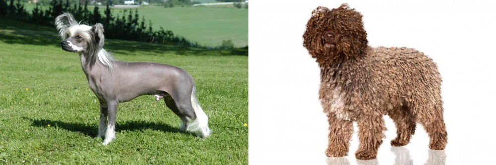 Spanish Water Dog vs Chinese Crested Dog - Breed Comparison