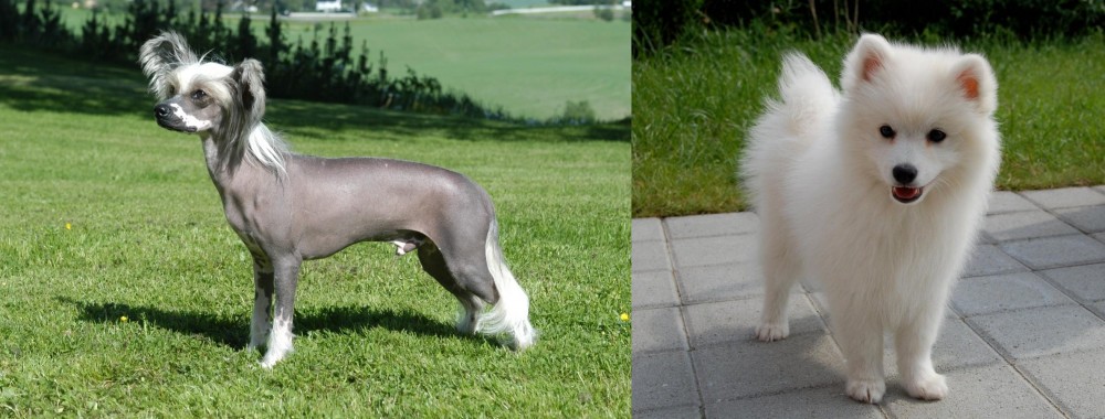 Spitz vs Chinese Crested Dog - Breed Comparison