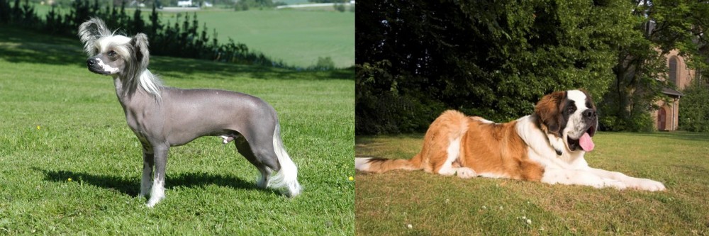 St. Bernard vs Chinese Crested Dog - Breed Comparison