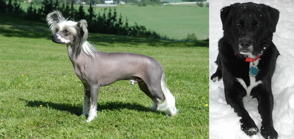St. John's Water Dog vs Chinese Crested Dog - Breed Comparison