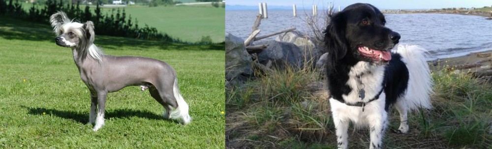 Stabyhoun vs Chinese Crested Dog - Breed Comparison