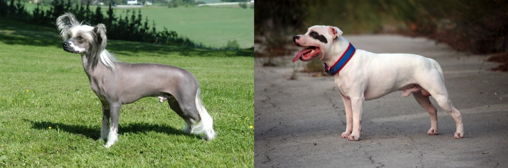 Staffordshire Bull Terrier vs Chinese Crested Dog - Breed Comparison