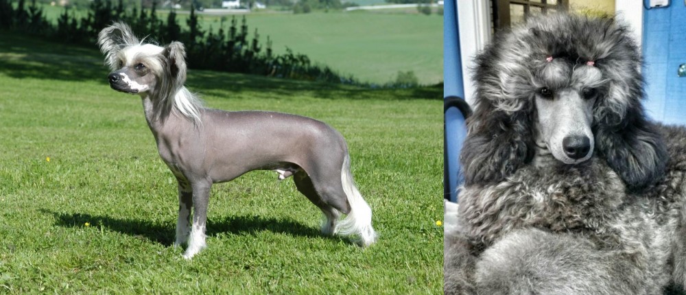 Standard Poodle vs Chinese Crested Dog - Breed Comparison