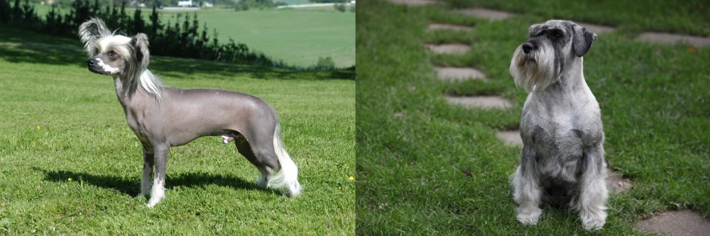 Standard Schnauzer vs Chinese Crested Dog - Breed Comparison