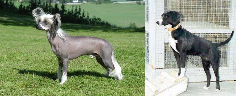 Stephens Stock vs Chinese Crested Dog - Breed Comparison