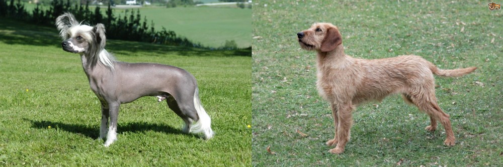 Styrian Coarse Haired Hound vs Chinese Crested Dog - Breed Comparison