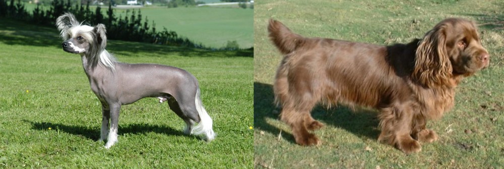 Sussex Spaniel vs Chinese Crested Dog - Breed Comparison