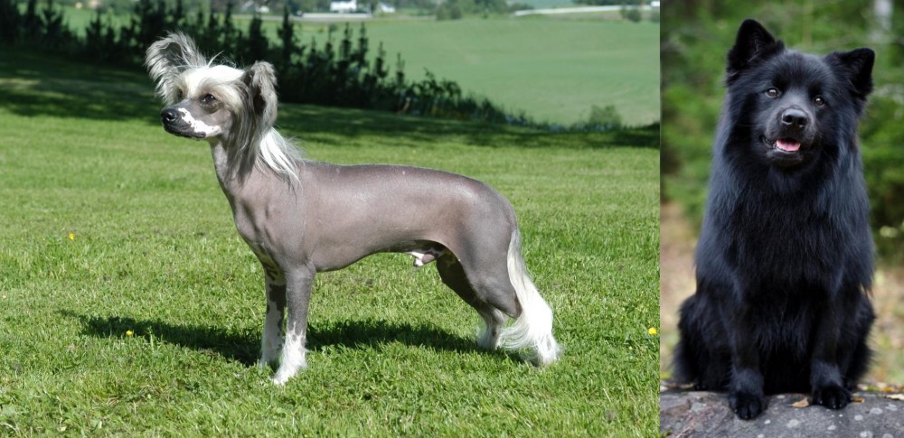 Swedish Lapphund vs Chinese Crested Dog - Breed Comparison