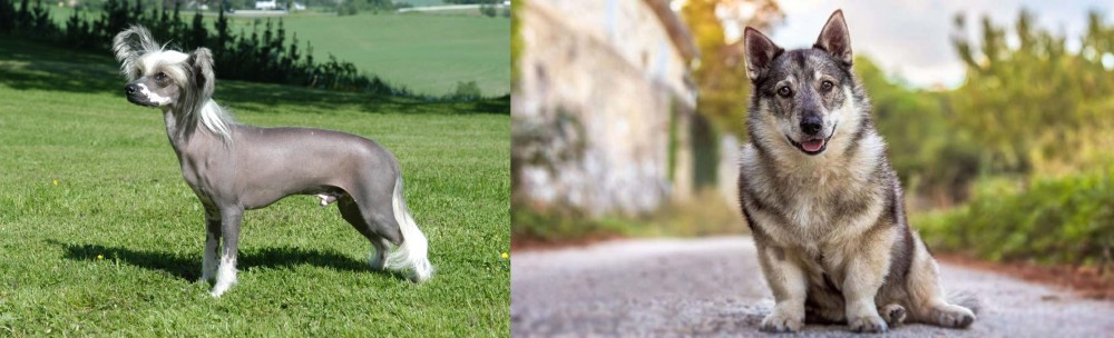 Swedish Vallhund vs Chinese Crested Dog - Breed Comparison