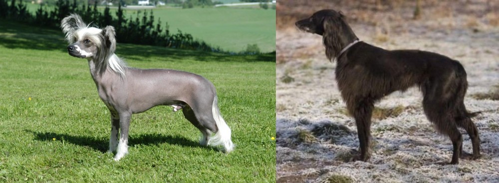 Taigan vs Chinese Crested Dog - Breed Comparison