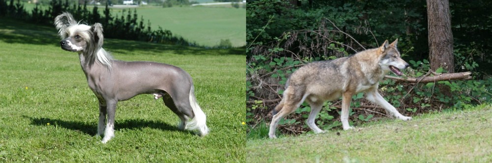 Tamaskan vs Chinese Crested Dog - Breed Comparison