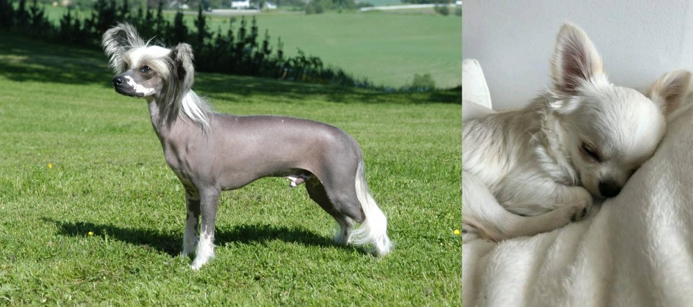 Tea Cup Chihuahua vs Chinese Crested Dog - Breed Comparison