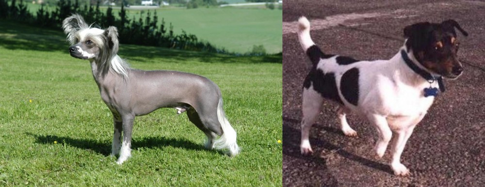 Teddy Roosevelt Terrier vs Chinese Crested Dog - Breed Comparison