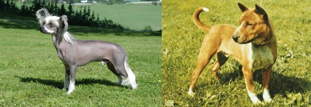 Telomian vs Chinese Crested Dog - Breed Comparison