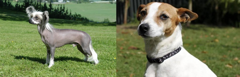Tenterfield Terrier vs Chinese Crested Dog - Breed Comparison
