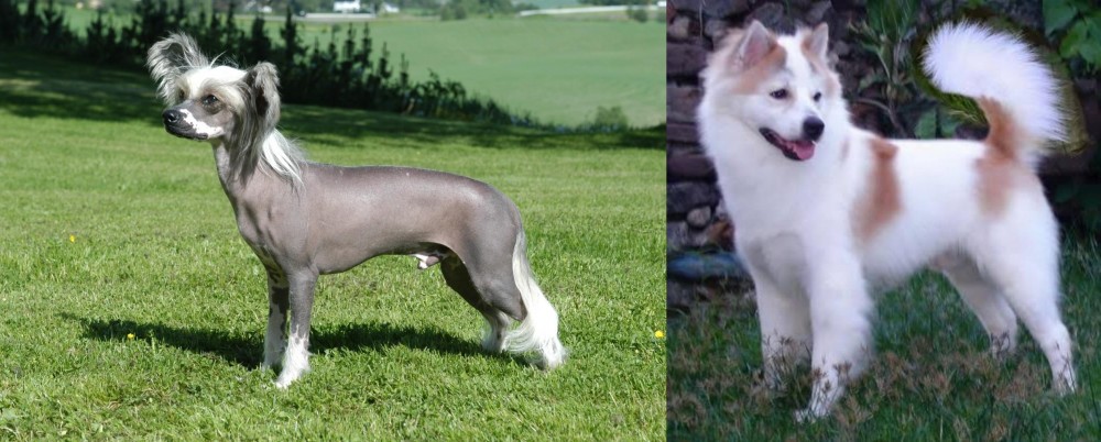 Thai Bangkaew vs Chinese Crested Dog - Breed Comparison